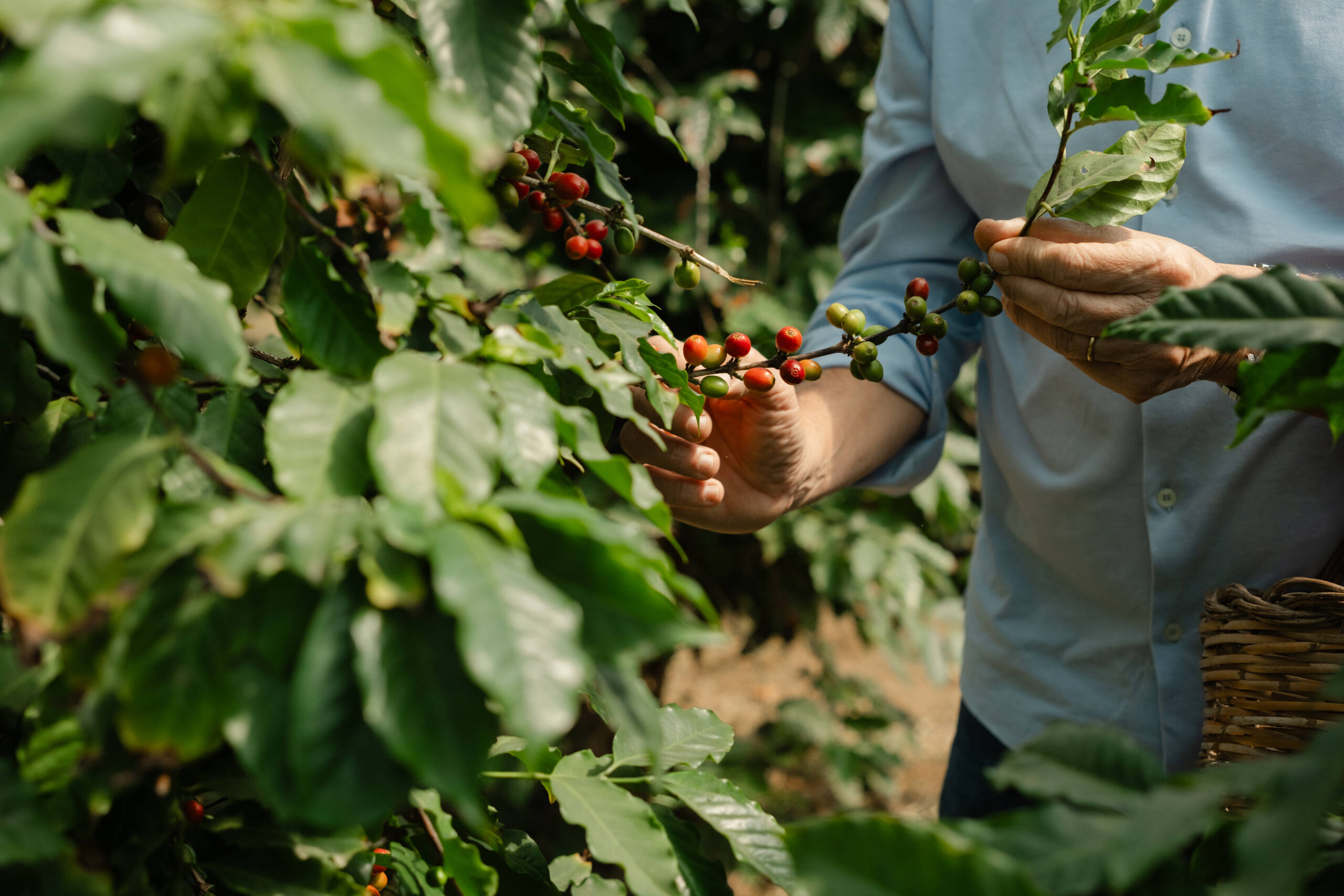 Raccolta caffè piantagione in sicilia Morettino
